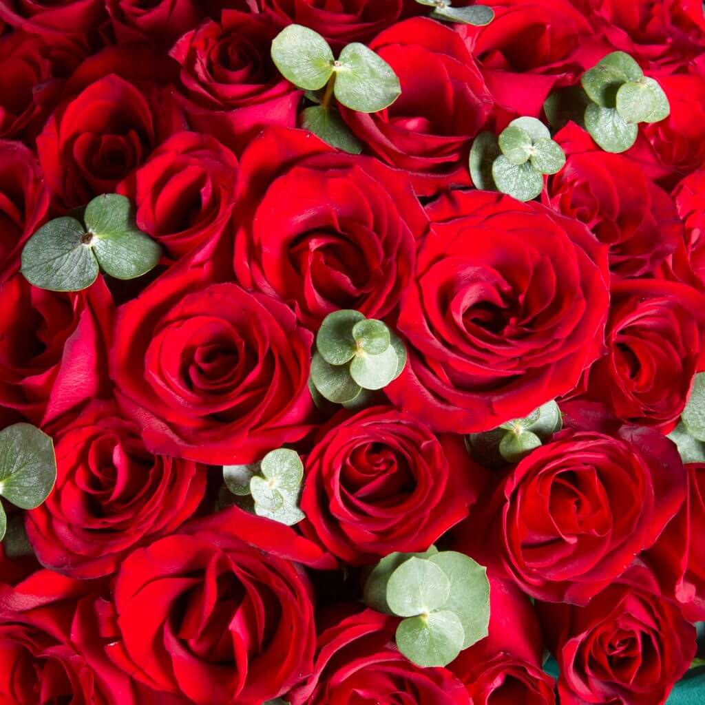 Forever Love 50 Stalks Roses Forever Love 50 Stalks Roses