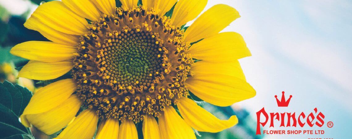 5 Tips to Make Your Sunflower Bouquets Last Longer