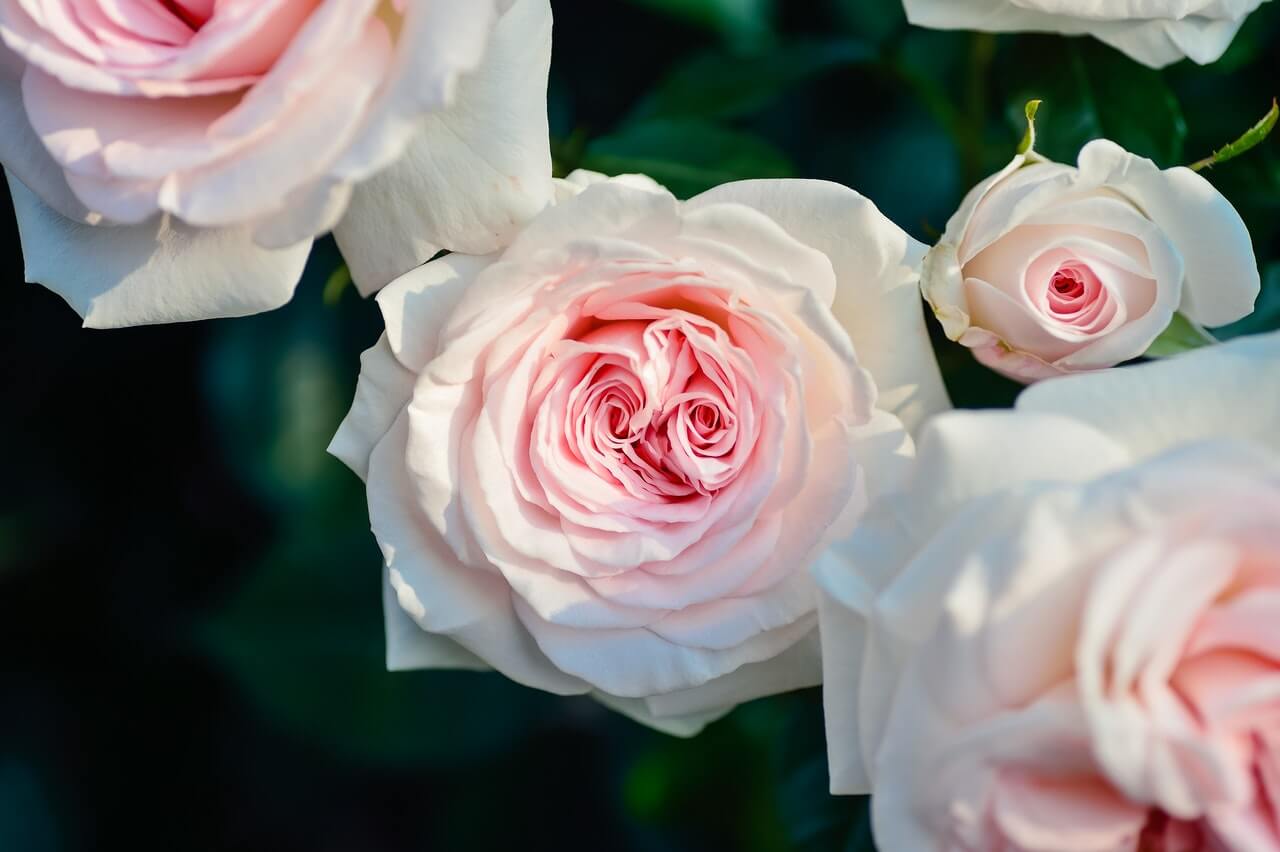 6 Unique Flower Arrangements to Gift Your Valentine This 2020