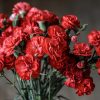 Carnation Bouquet - Red-Carnation - Prince’s Flower Shop