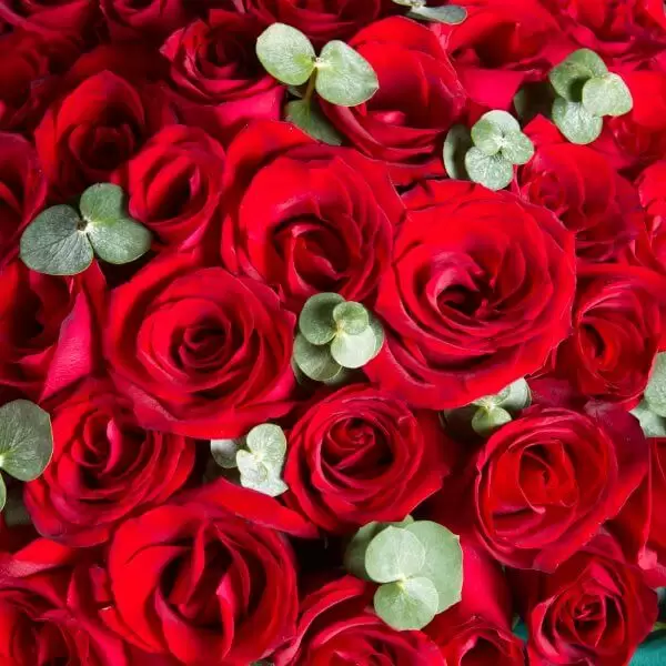 Forever Love 50 Stalks Roses