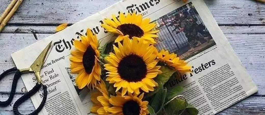 Sunflowers