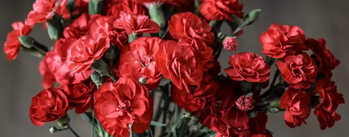 Charm and Elegance: The Timeless Appeal of Carnation Bouquets