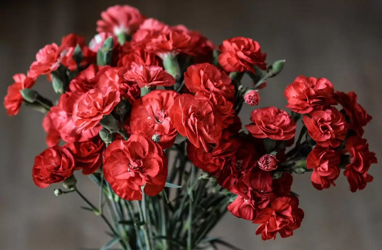 Charm and Elegance: The Timeless Appeal of Carnation Bouquets